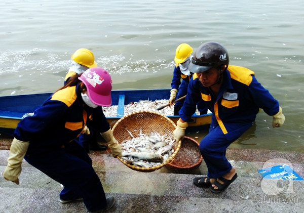 cá chết hồ tây